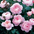 Роза английская Квин оф Свиден (Queen of Sweden) | Austin, 2004| парковая FS0923-6/Kors0923-66