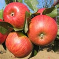 Яблоня Конфетное SPP_24_1 - фото 20770 Яблоня Конфетное SPP_24_1 - фото 20770