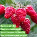 Малина Патриция SPP_22_41 - фото 20989