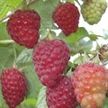 Малина летняя Патриция PR26-50