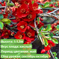 Айва превосходная Ред Трейл (Red Trail) /-50% G_3840 - фото 21044