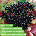 Бузина черная Блэк Бьюти (Black Beauty) G_3733 - фото 21046