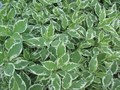 Дёрен белый Сибирика Вариегата (Sibirica Variegata) art25-4 - фото 21922 Дёрен белый Сибирика Вариегата (Sibirica Variegata) art25-4 - фото 21922