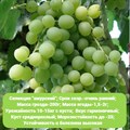 Виноград Кристал 9DcuzS5aiaUoUB-McsJxh3 - фото 23911
