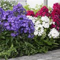Флокс метельчатый микс uXeJ-eu9hHiiMbijQqUT30 - фото 24070