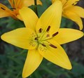 Лилия Йеллоу Даймонд (Yellow Diamond)  ЛА-гибрид 15031