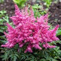 Астильба Юник Пинк (Astilbe Younique Silvery) cAjNY0N7jeAhj6O0vn7O83 - фото 24334 Астильба Юник Пинк (Astilbe Younique Silvery) cAjNY0N7jeAhj6O0vn7O83 - фото 24334