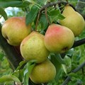 Груша Памяти Яковлева SPP_23-056