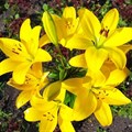 Лилия Йеллоу Даймонд (Yellow Diamond)  ЛА-гибрид 15031