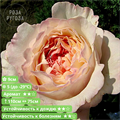 Роза английская Кейра (Keira) | David C. H. Austin Великобритания, 2012 - фото 25627