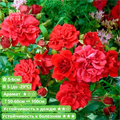 Роза почвопокровная Хеллоу (Hello) штамб 90-100 - фото 25805