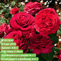 Роза флорибунда Четыре ветра ( Rose des 4 Vents) | Delbard Франция, 2005 SH006 /17 - фото 25844