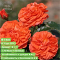 Роза флорибунда Оранжери (Orangerie) | W. Kordes' S?hne Германия, 2016 - фото 25934