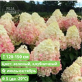 Гортензия метельчатая Мэджикал Свит Саммер (Magical Sweet Summer) I8cvtLPIhciOEqGBqtoS-0 - фото 26087