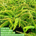 Барбарис Тунберга Грин Карпет (Green Carpet) - фото 26271