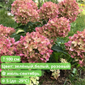 Гортензия метельчатая Граффити (Graffiti) 27.08.23-3