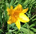 Лилейник желтый (Hemerocallis Lilioasphodelus) ZgxQConMjsCXz-opgSR8c3