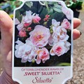Роза "Sweet" siluetta, на штамбе  170 см - фото 26736