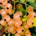 Смородина белая Виноградная ШКС23-03