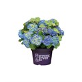 Гортензия Forever&Ever® Хорбукс Блю (Forever & Ever Hortbux blue) RR-24-06 - фото 26865