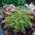 Щитовник линеарис Полидактила (dryopteris Felix-Mas linearis polydactyla) 17214