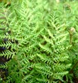 Щитовник линеарис Полидактила (dryopteris Felix-Mas linearis polydactyla) 17214