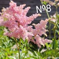 Астильба №8 17331 - фото 27266