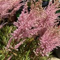Астильба розовая с красными черешками 17332 - фото 27269