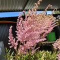 Астильба розовая с красными черешками 17332 - фото 27270