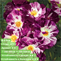 Роза плетистая (клаймбер) Перпл Сплеш (Purple Splash) | Tom Carruth США, 2009 - фото 27392