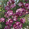 Роза плетистая (клаймбер) Перпл Сплеш (Purple Splash) | Tom Carruth США, 2008 FS26-16