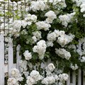 Роза Мускусный гибрид Гирлянд де Амур (Guirlande d'Amour) Lens Бельгия, 1993 Kors0923-84