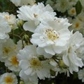 Роза Мускусный гибрид Гирлянд де Амур (Guirlande d'Amour) Lens Бельгия, 1993 Kors0923-84