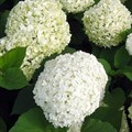 Гортензия древовидная Баунти (Bounty) NM25-2 - фото 27598 Гортензия древовидная Баунти (Bounty) NM25-2 - фото 27598