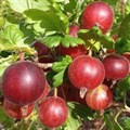 Крыжовник Хиннонмаки Ред (Финский красный) PR26-44