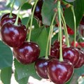 Вишня Харитоновская PR26-22