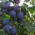 Слива домашняя Заречная Ранняя PR26-32
