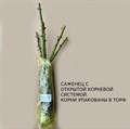 Роза чайно-гибридная Кантри Спирит Вельвет (Country Spirit Velvet) | Olesen Дания, 1996 KW26-19