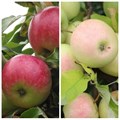 Яблоня с двумя прививками в ассортименте SPP_23_51