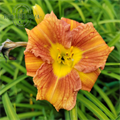 Лилейник Эври Дейли Бронз (Every Daylily Bronze) RR_VESNA21-240-67