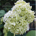 Гортензия древовидная Аннабель (Annabelle) rashag3