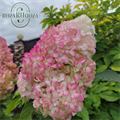 Гортензия метельчатая Пинк энд Роуз (Pink&Rose) 27.09.23-7