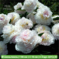 Пион молочноцветковый Блаш Квин (Blush Queen) ALT23-2 - фото 28331
