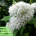 Спирея японская Альбифлора (Albiflora) - фото 28578
