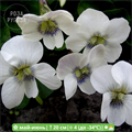 Виола сестринская Альбифлора (Albiflora) - фото 28667