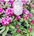 Рододендрон гибридный Космополитен (Cosmopolitan) Spr24-04 - фото 29250