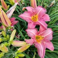 Лилейник Розовый Коралл 18600