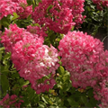 Гортензия метельчатая  Распберри Пинк (Living Raspberry Pink) go25-12 - фото 30278 Гортензия метельчатая  Распберри Пинк (Living Raspberry Pink) go25-12 - фото 30278