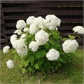 Гортензия древовидная Баунти (Bounty) NM25-2 - фото 30305 Гортензия древовидная Баунти (Bounty) NM25-2 - фото 30305