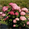 Гортензия древовидная Мэджикал Дарк Пинк (Magical Dark Pink) go25-2 - фото 30308 Гортензия древовидная Мэджикал Дарк Пинк (Magical Dark Pink) go25-2 - фото 30308